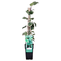 Hedera (Ivy) algeriensis 'Gloire de Maren' - Ø15cm - ↕65cm