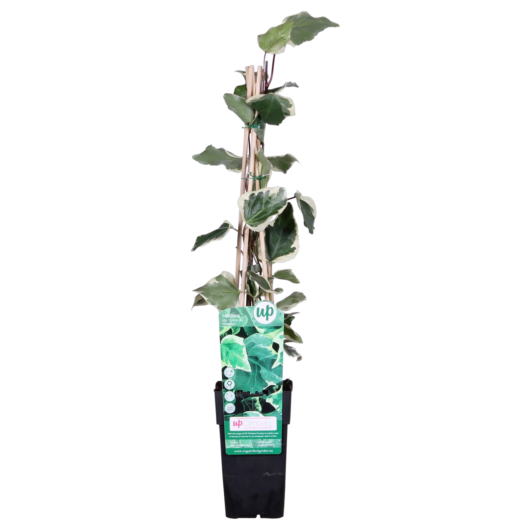 Hedera algeriensis 'Gloire de Maren' - Ø15cm - ↕65cm