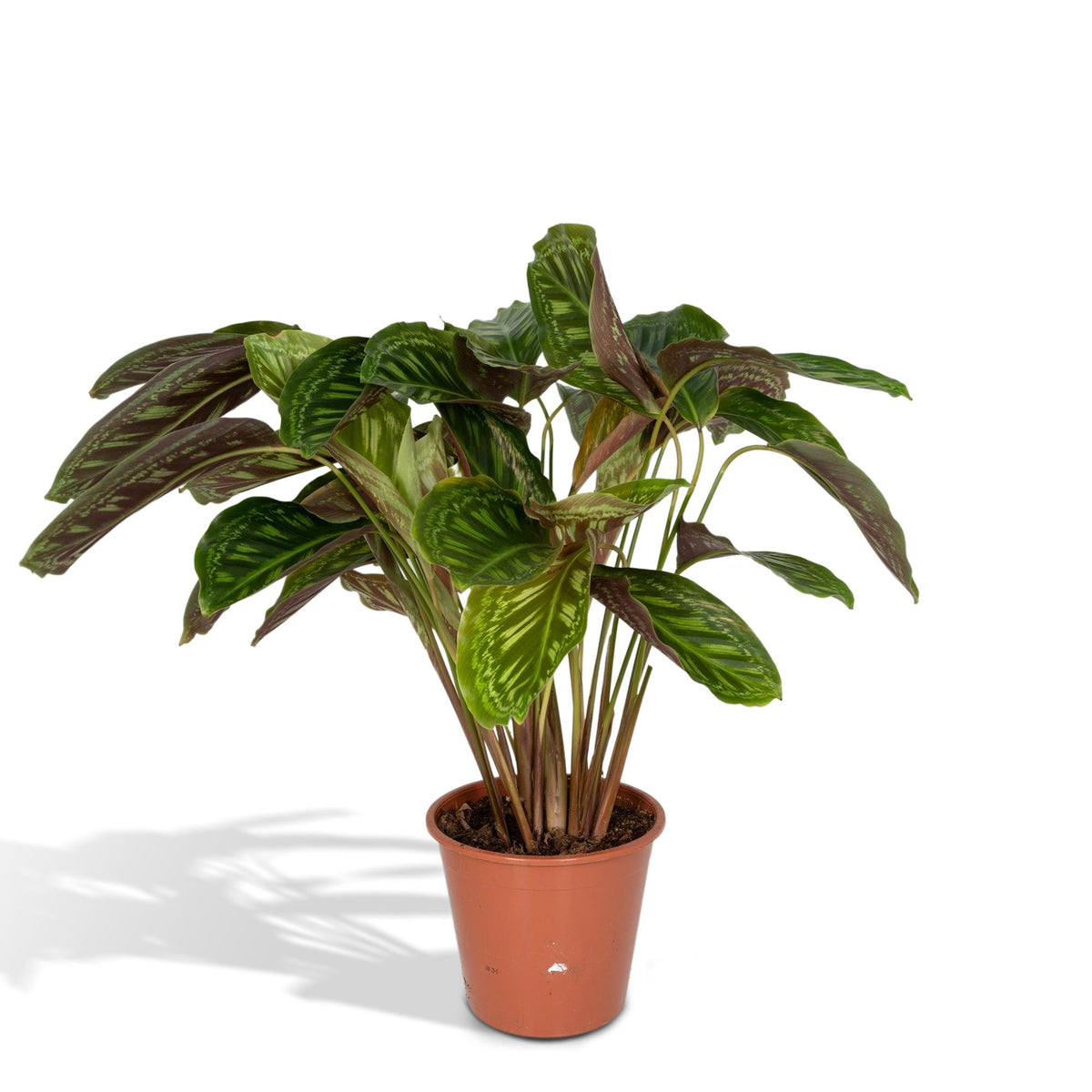 Calathea 'Flamestar' (Peacock Plant) - Ø19cm - ↕70cm