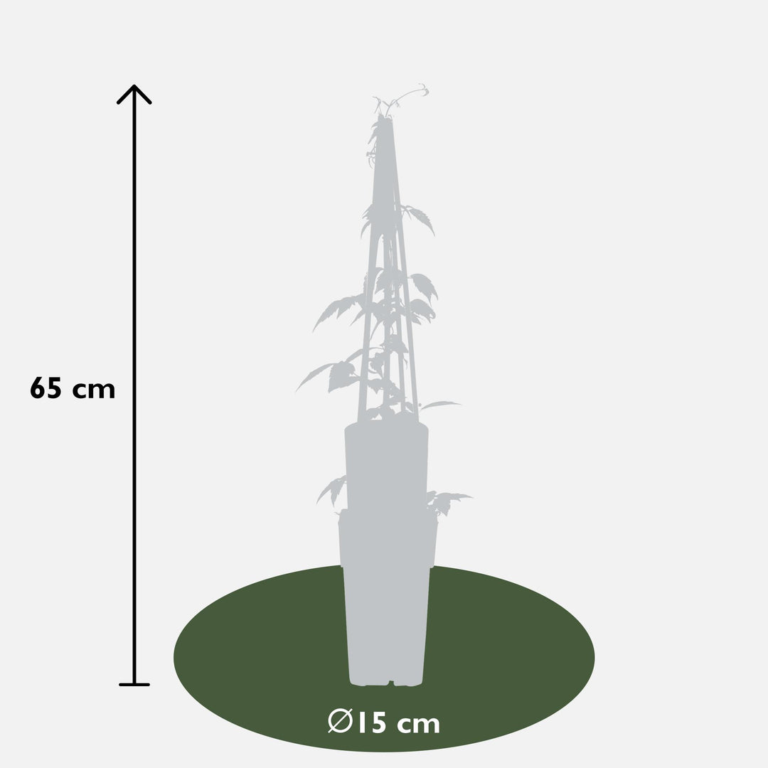 Clematis Montana 'Grandiflora' - 4 plants  - Ø15 - ↨65cm