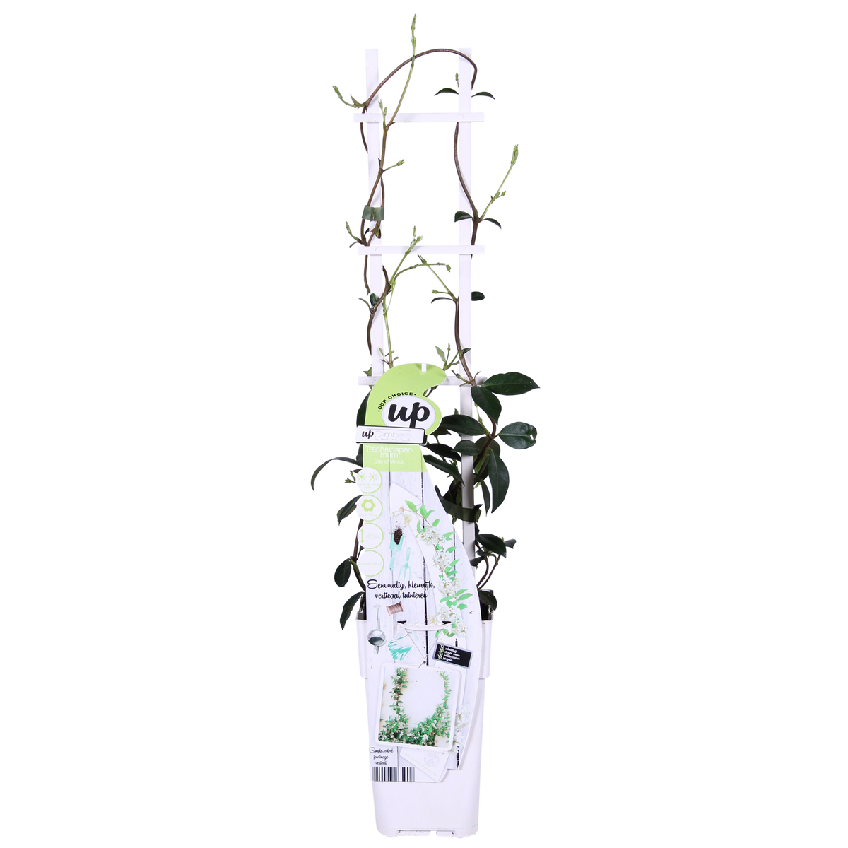 Trachelospermum 'Star of Venice' - 2 pezzi - ↨65cm - Ø15