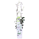 Load image into Gallery viewer, Trachelospermum &#39;Star of Venice&#39; - 2 pieces - ↨65cm - Ø15
