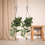 Load image into Gallery viewer, Epipremnum pinnatum &#39;Pictus&#39; (Scindapsus) - 2 plants - Ø15cm - ↕20cm
