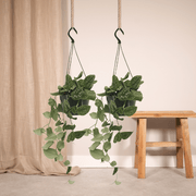 Epipremnum pinnatum 'Pictus' (Scindapsus) - 2 plants - Ø15cm - ↕20cm