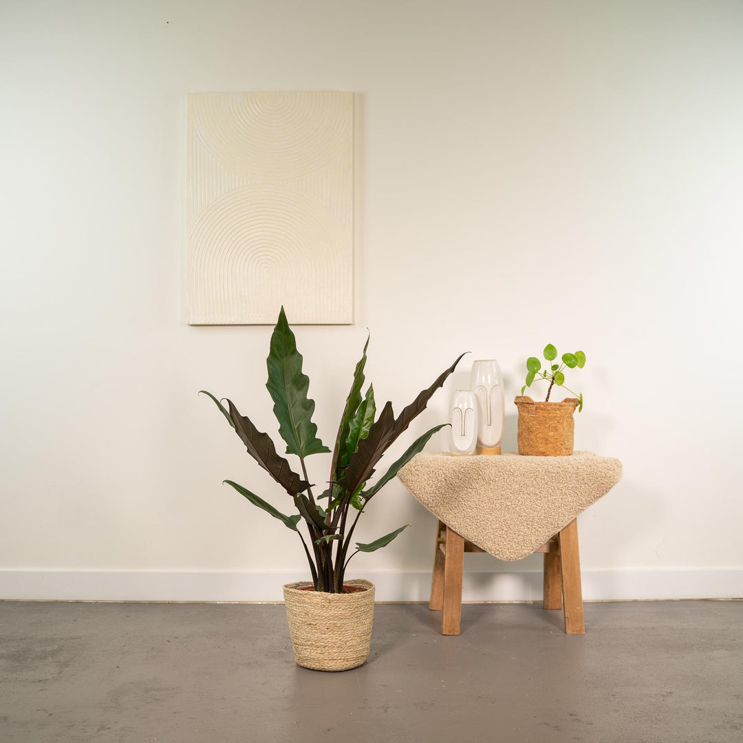 Alocasia lauterbachiana in Selin Basket - Ø19cm - ↕80cm