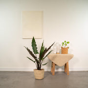 Alocasia lauterbachiana in Selin Basket - Ø19cm - ↕80cm