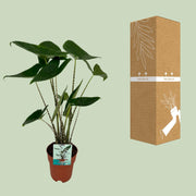 Alocasia zebrina - Ø19cm - ↕75cm