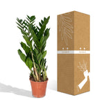 Load image into Gallery viewer, Zamioculcas zamiifolia - Ø17cm - ↕70cm