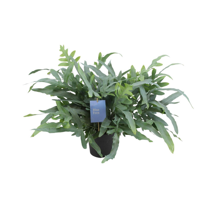 Phlebodium aureum 'Blue Star' - Ø17cm - ↕50cm