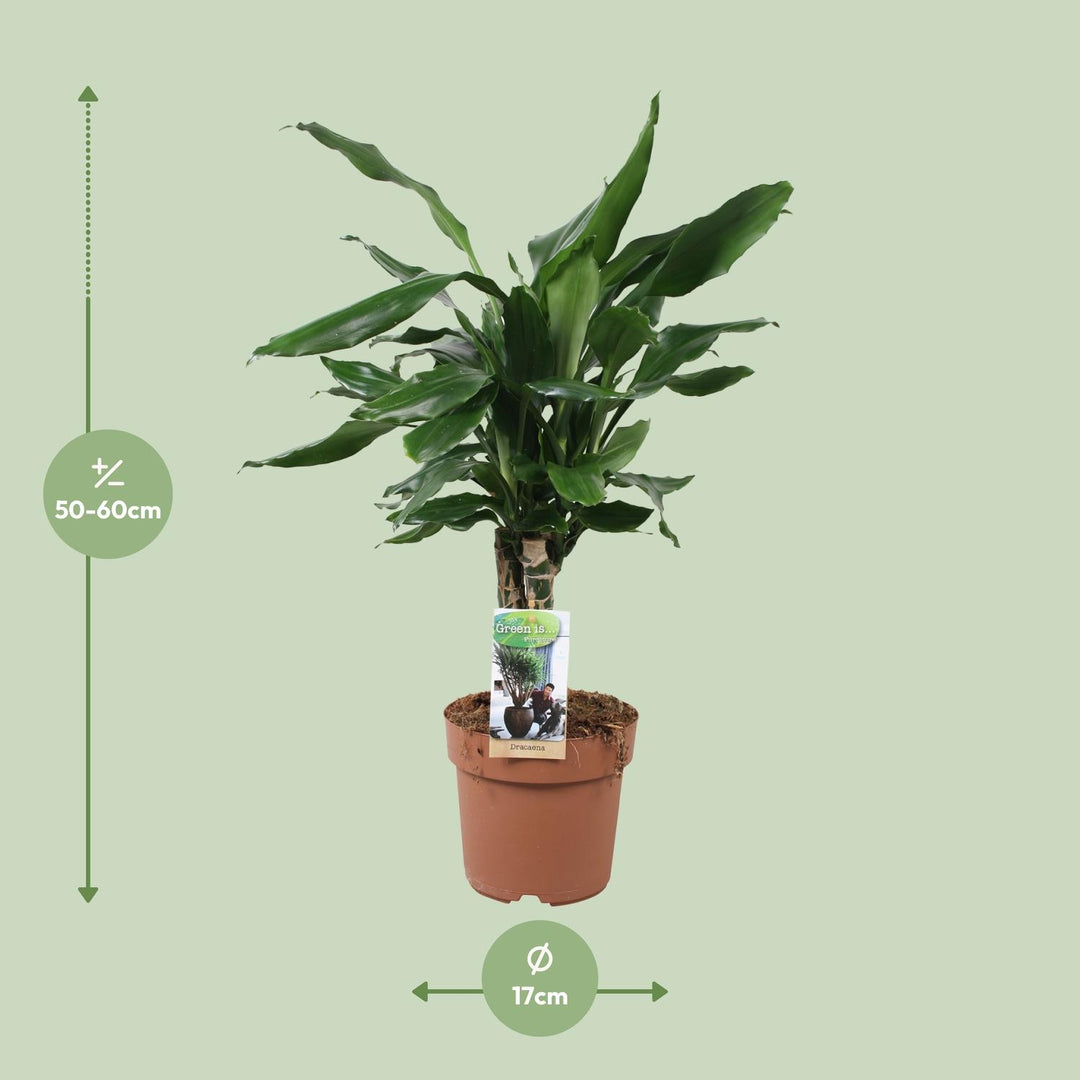 Dracaena Fagrans 'Steudneri Green' - Ø17cm - ↕55cm