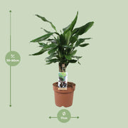 Dracaena Fagrans 'Steudneri Green' - Ø17cm - ↕55cm