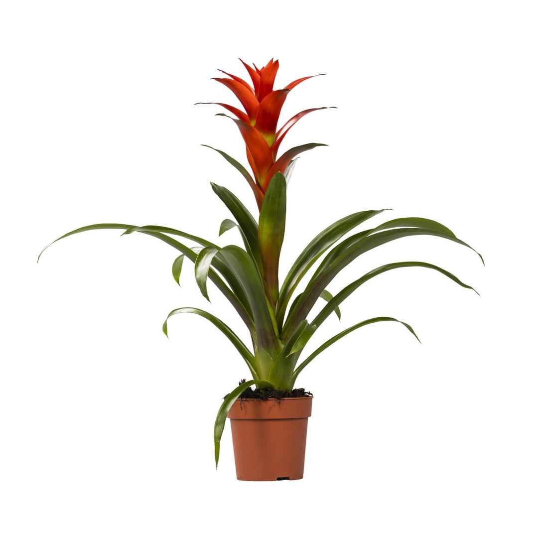 Guzmania 'Ostara' - Ø12cm - ↕45cm