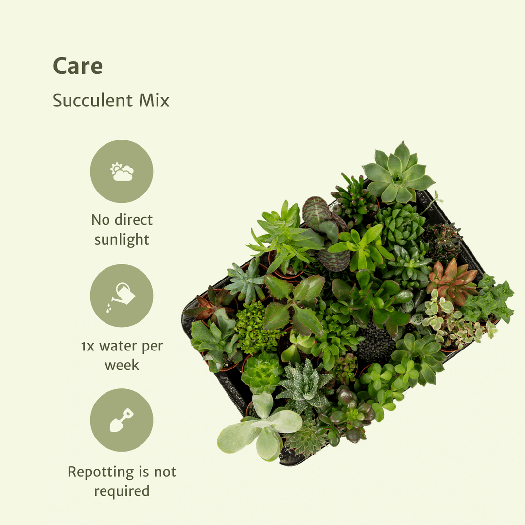 Succulent Mix - 10 plants - Ø5,5cm - ↕7cm