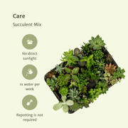 Succulent Mix - 10 plants - Ø5,5cm - ↕7cm