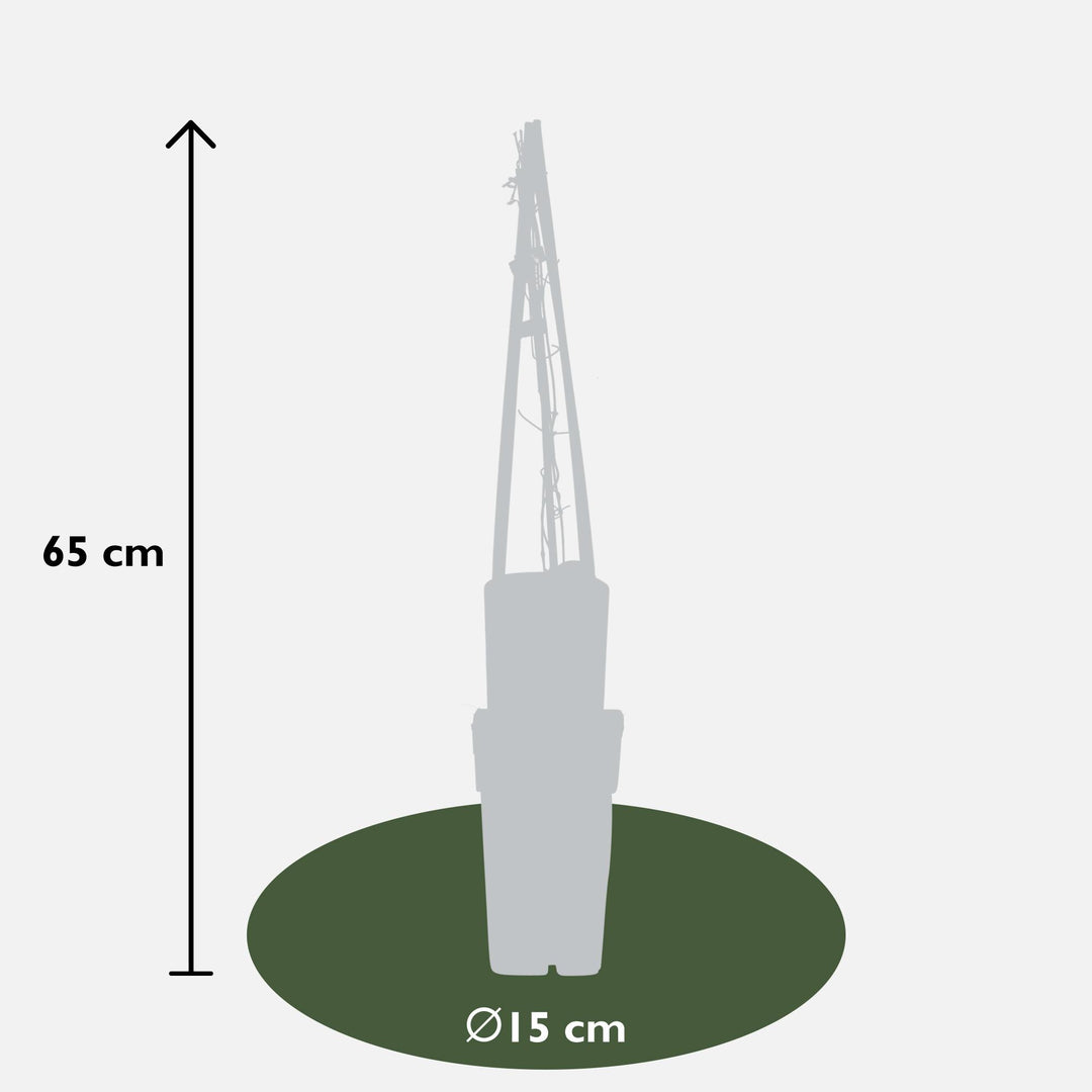 Clematis Multi Blue - 3 plants - ↨65cm - Ø15