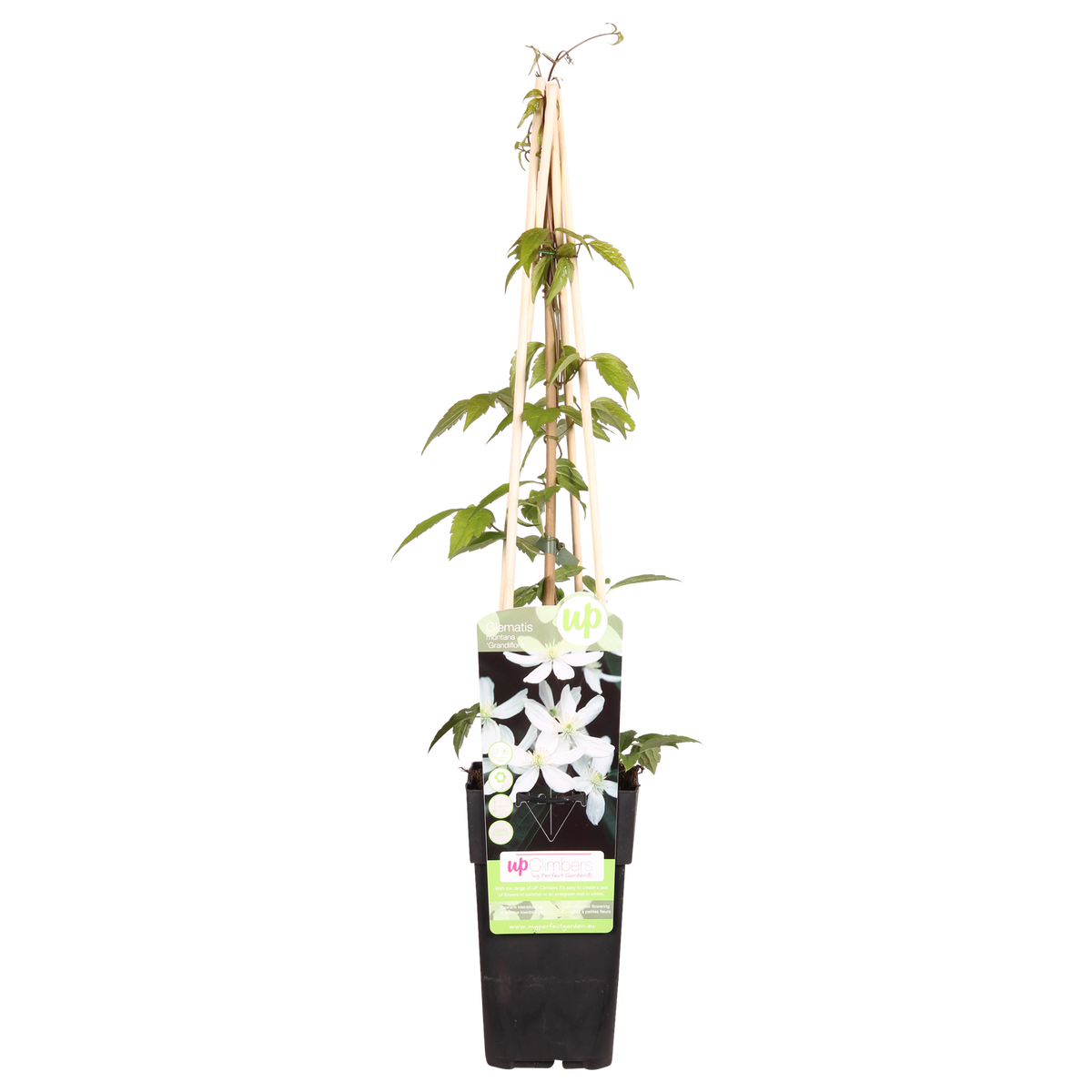 Clematis montana 'Grandiflora' - Ø15 - ↨65cm