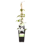 Load image into Gallery viewer, Clematis montana &#39;Grandiflora&#39; - Ø15 - ↨65cm
