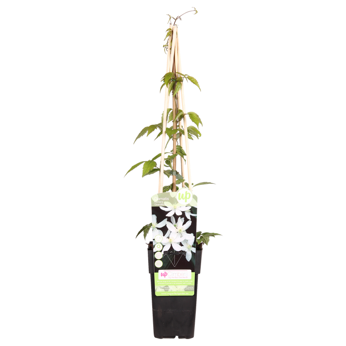 Clematis montana 'Grandiflora' - Ø15 - ↨65cm