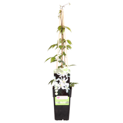 Clematis montana 'Grandiflora' - Ø15 - ↨65cm