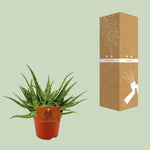 Load image into Gallery viewer, Aloe 'Spider' - Ø10,5cm - ↕15cm