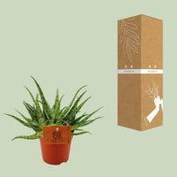 Aloe 'Spider' - Ø10,5cm - ↕15cm