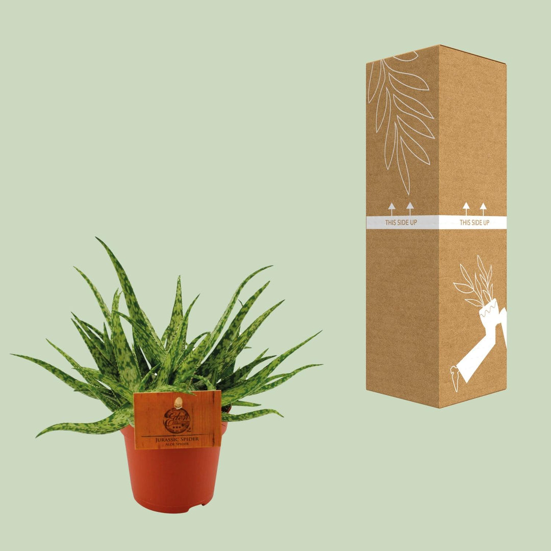 Aloe 'Spider' - Ø10,5cm - ↕15cm