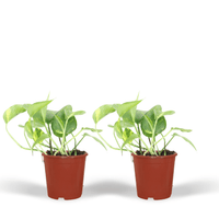 Epipremnum Aureum (Scindapsus) - 2 plants - ø12 - ↕20cm
