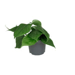 Load image into Gallery viewer, Philodendron Scandens - Ø12cm - ↕15cm
