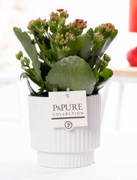 Kalanchoe Red In P&PURE Ivy Ceramics Shiny White Pot - Ø12cm - ↕27cm