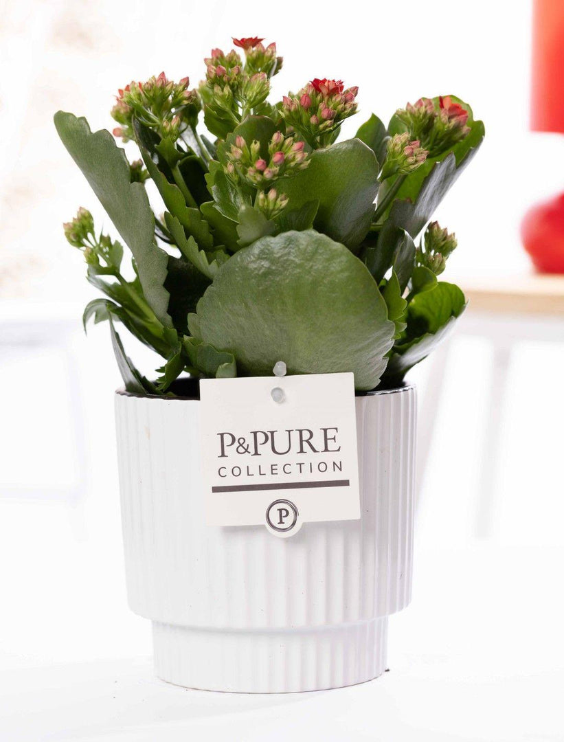 Kalanchoe Red In P&PURE Ivy Ceramics Shiny White Pot - Ø12cm - ↕27cm