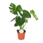 Carica l'immagine nel visualizzatore Galleria, Monstera deliciosa  - Ø17cm - ↕55cm
