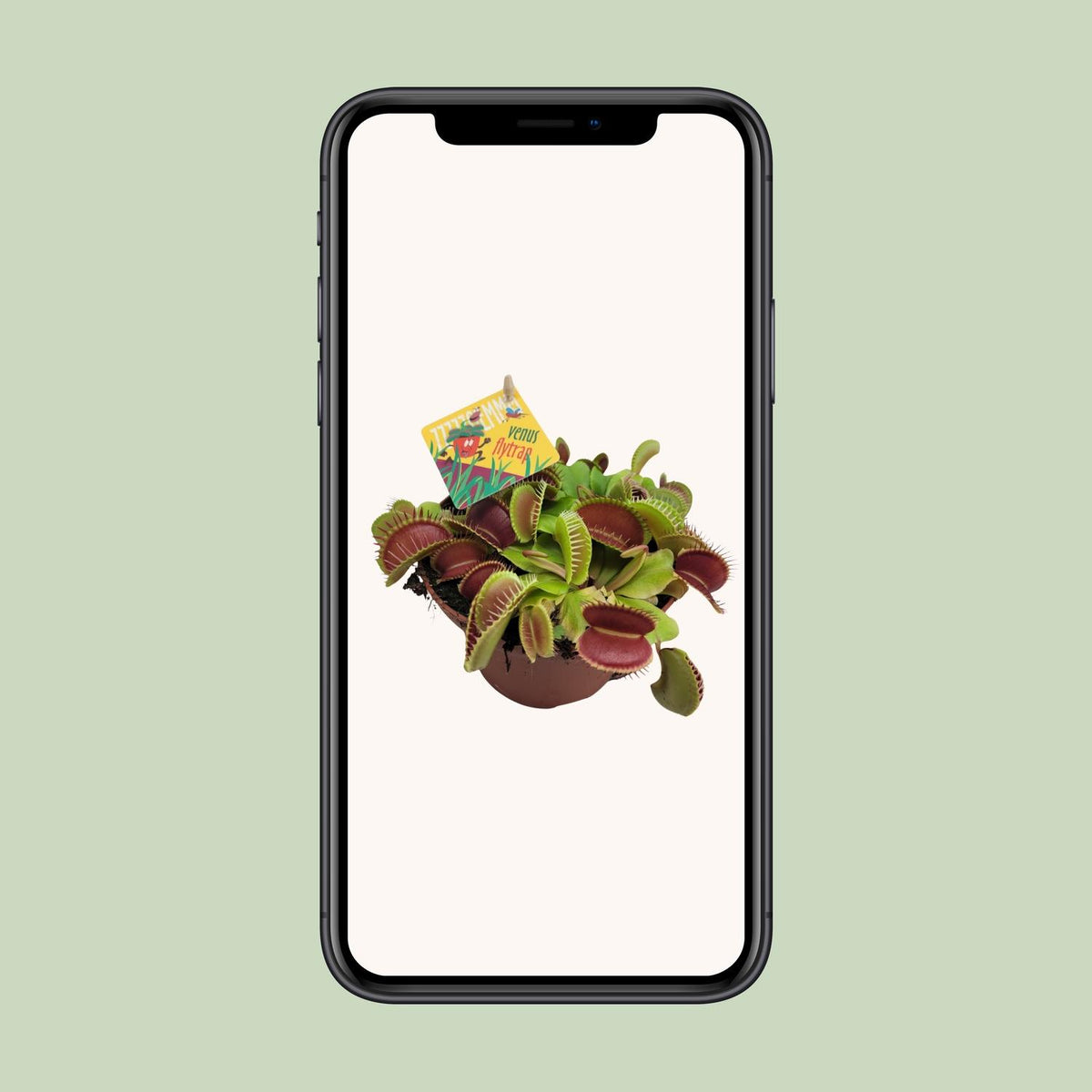 Dionaea muscipula - Ø12cm - ↕12cm
