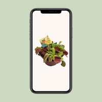 Dionaea muscipula - Ø12cm - ↕12cm