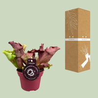 Sarracenia - Ø12cm ↕20cm