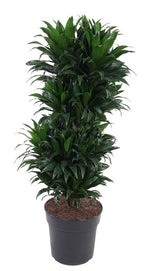 Load image into Gallery viewer, Dracaena compacta &#39;Vertakt&#39; P27 - Ø27cm - ↕100cm
