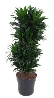 Dracaena compacta 'Vertakt' P27 - Ø27cm - ↕100cm