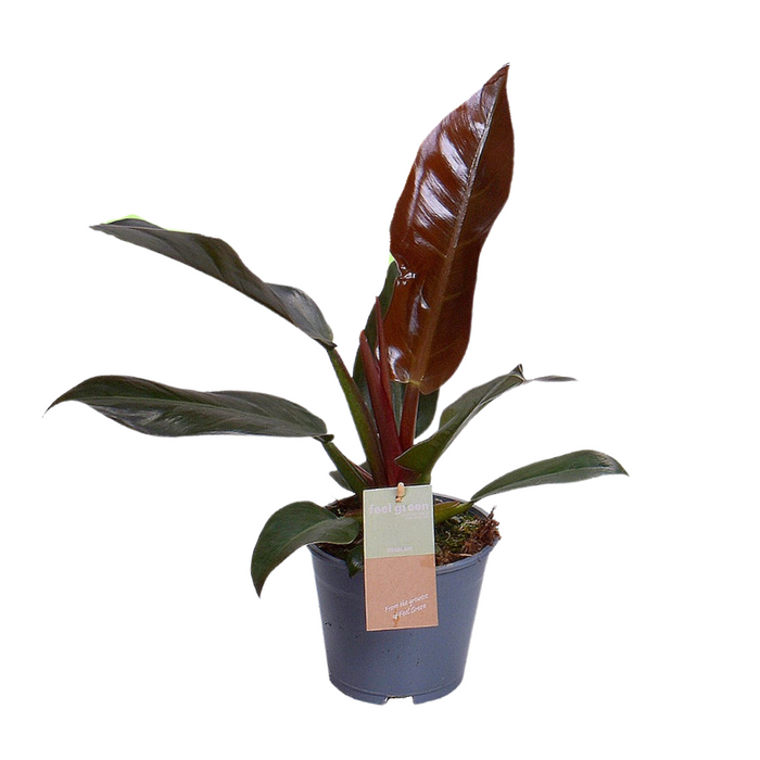 Philodendron erubescens 'Imperial Red' - Ø14cm - ↕35cm