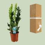 Load image into Gallery viewer, Zamioculcas zamiifolia - Ø17cm - ↕65cm
