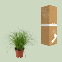 Cyperus alternifolius 'Zumula' (Cat Grass) - Ø12cm - ↕28cm