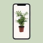 Carica l'immagine nel visualizzatore Galleria, Chamaedorea elegans (Palma della Fortuna) - Ø12cm - ↕40cm