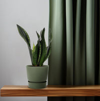 Sansevieria trifasciata 'Whitney' - Ø12cm - ↕27cm