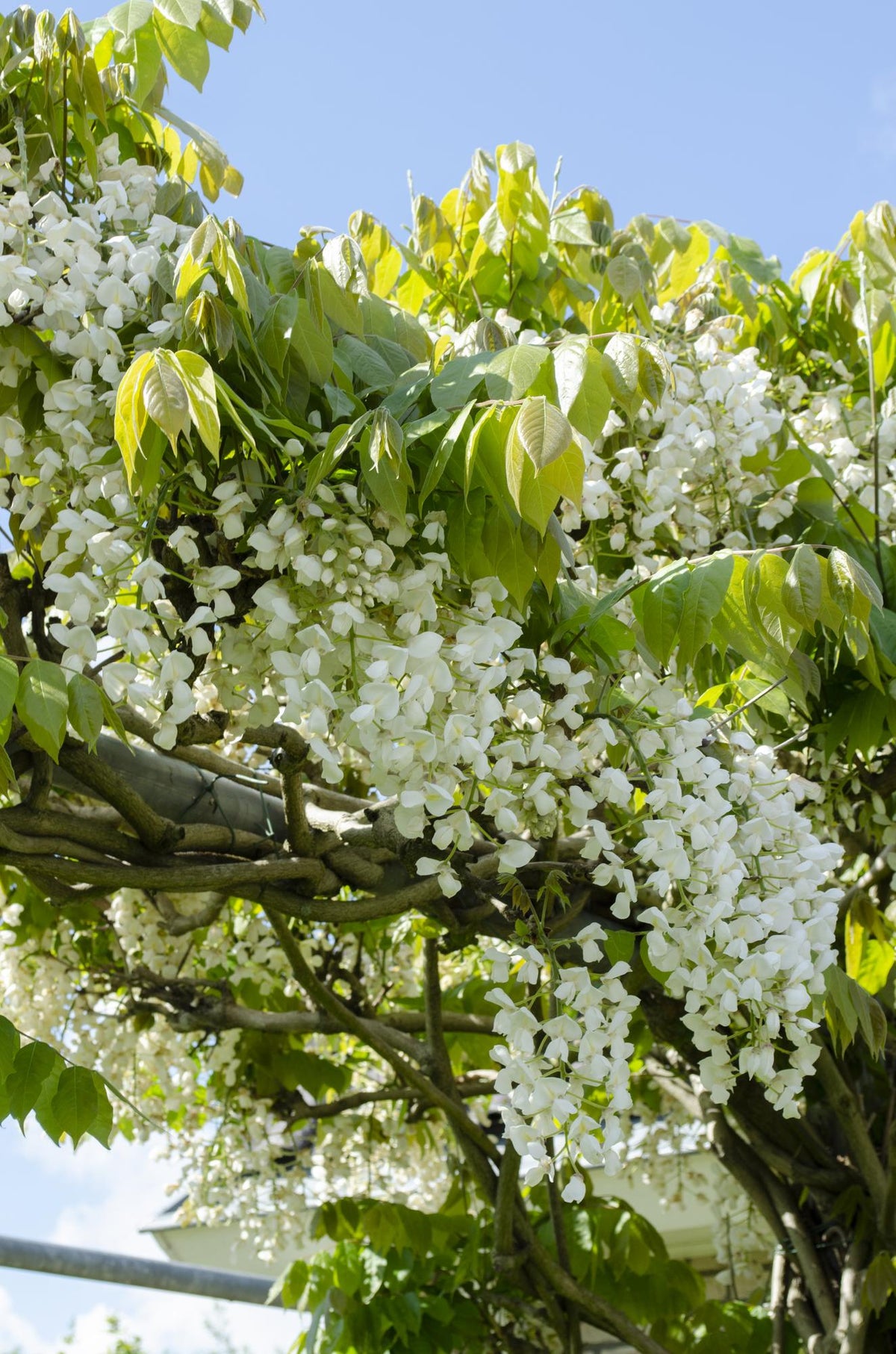 Wisteria floribunda 'Longissima Alba' - 2 pezzi - ↨65cm - Ø15