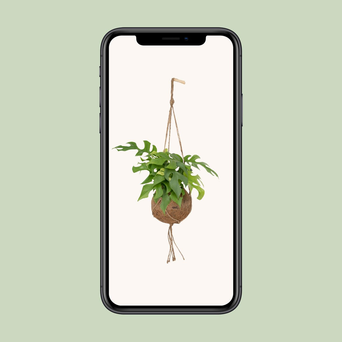 Kokedama Monstera Minima (Rhaphidophora tetrasperma) - Ø15cm - ↕25cm