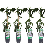 Clematis armandii - 4 piante - Ø15cm - ↕65cm