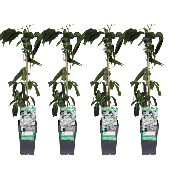 Clematis armandii - 4 plants - Ø15cm - ↕65cm