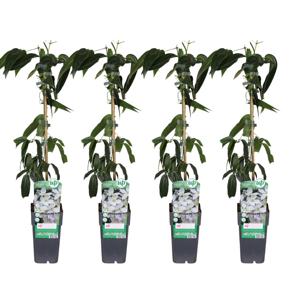 Clematis armandii - 4 plants - Ø15cm - ↕65cm