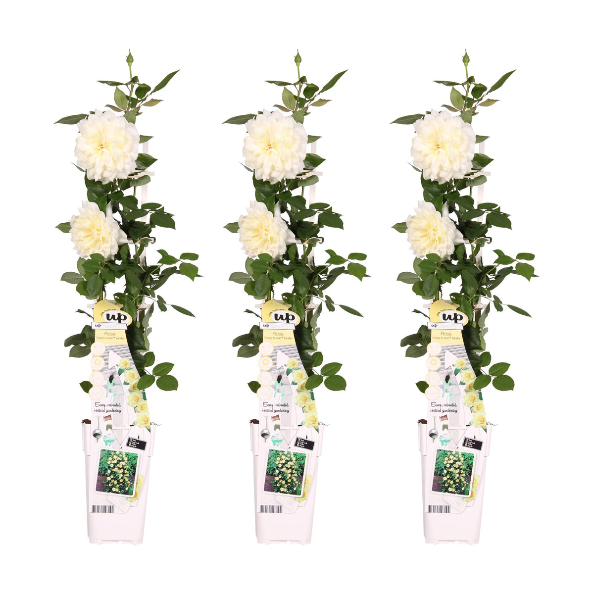 Rosa 'Crazy in love', Bianco Vaniglia - 3 piante - Ø15cm - ↕65cm