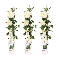 Rosa 'Crazy in love', Bianco Vaniglia - 3 piante - Ø15cm - ↕65cm