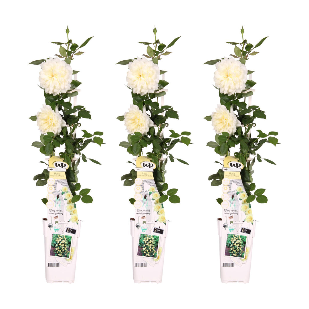 Rosa 'Crazy in love', Vanilla - 3 pieces - ↨65cm - Ø15