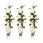 Rosa 'Crazy in love', Vanilla - 3 pieces - ↨65cm - Ø15